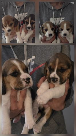 Cuccioli Beagle - Foto 2