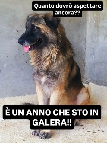 LUPO SPLENDIDO PT, CANE IN ADOZIONE - Foto 3