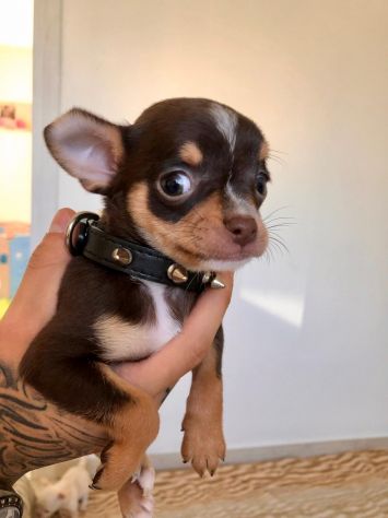 Chihuahua cuccioli - Foto 4