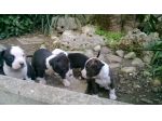 Cuccioli di Amstaff zona Lavello Melfi Venosa Rapolla Rionero Avigliano Potenza