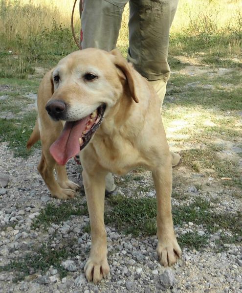 LUNA, labrador miele - Foto 4