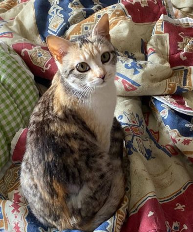 IRIDELLA, dolce micina in adozione! - Foto 8