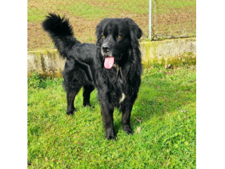 CANE IN ADOZIONE: NADAL, adorabile tenerone.
