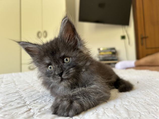 Maine Coon cucciolo pedigree ANFI - Foto 9
