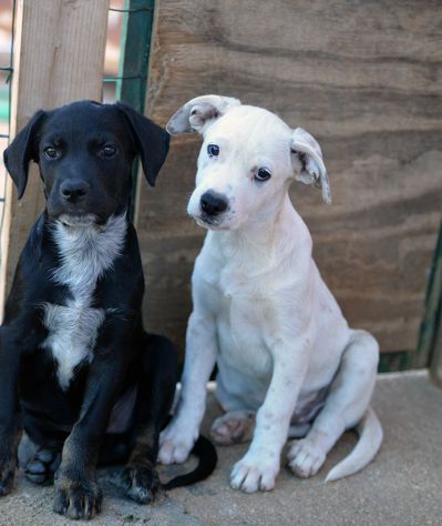 Milo e Ricky dolcissimi cuccioli in adozione