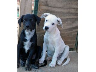 Milo e Ricky dolcissimi cuccioli in adozione