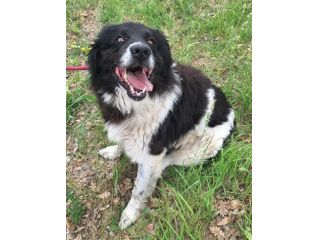 Cosmo 3 anni mix border collie