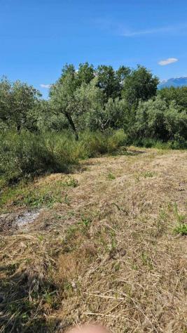 Uliveto in vendita a Castel Frentano - Foto 9
