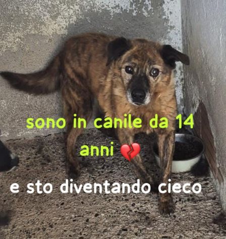 NONNO MASSIMO 14 ANNI - Foto 3