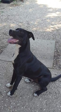 Dyami dolcissimo incrocio pitbull - Foto 4