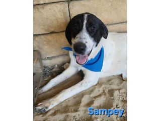 SAMPEY