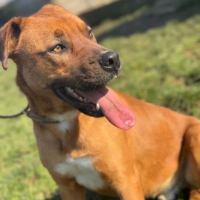 GHOST STUPENDO SIMIL BOXER CANE IN ADOZIONE - Foto 2