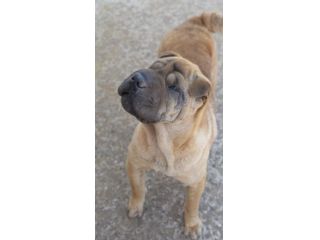 Adotta Anita dal canile , simil Shar pei