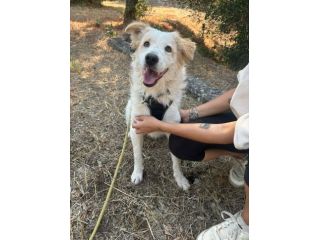 Meraviglioso cucciolo taglia media!