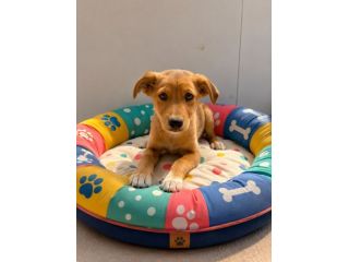 Regalo cuccioli taglia medio piccola