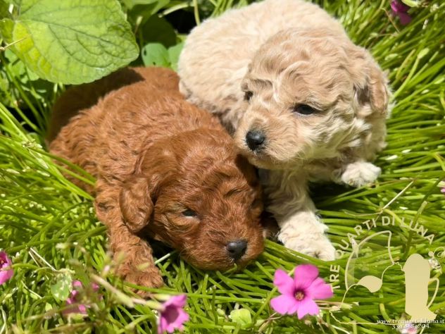 Cuccioli Barboncino Toy – Genitori Testati e Campioni - Foto 2