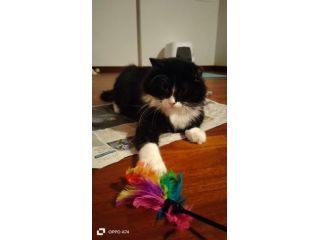 regalo gatto adulto meraviglioso