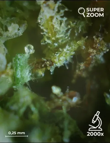 Super Lemon Zest - Foto 5