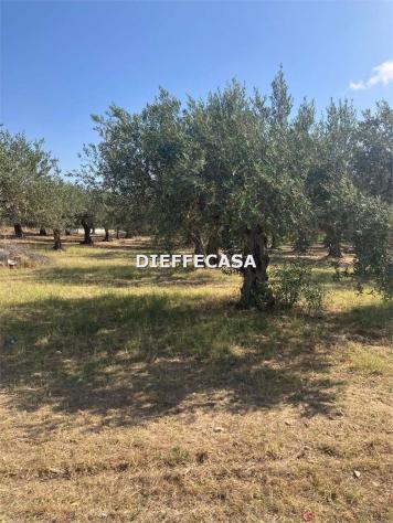 V2500 - In vendita a Trapani terreno agricolo con uliveto - Foto 3