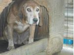 DARIO, adozione del cuore