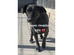 GINO 4 ANNI taglia media