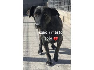 GINO 4 ANNI taglia media