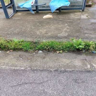 CUCCIOLI IN ADOZIONE - Foto 4