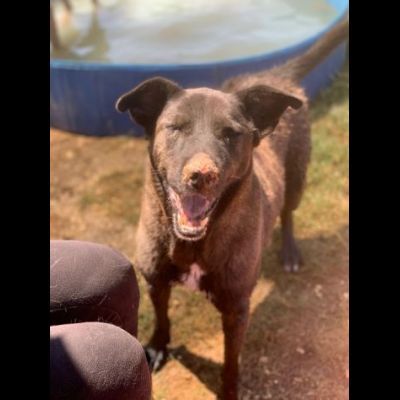 L' ESASPERAZIONE DI LEO, SIMIL LABRADOR, CANE IN ADOZIONE - Foto 6