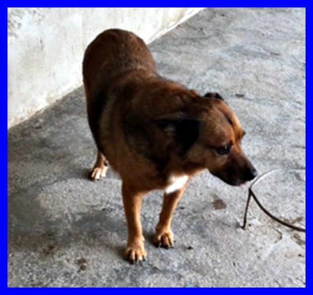 MIMMO,TENERISSIMO SOLO IN CANILE CERCA CASA - Foto 5