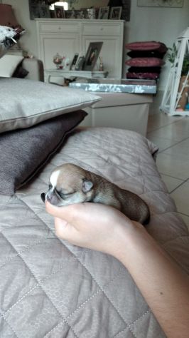 Chihuahua - Foto 2