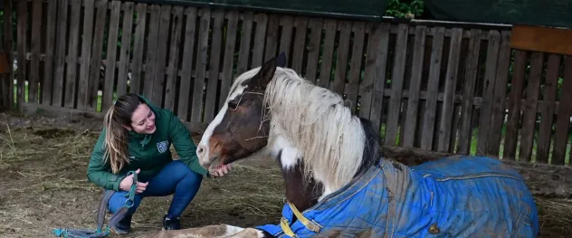 Passeggiate a cavallo PENSIONE PER CAVALLI