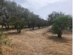 Frutteto in vendita a San Sperate