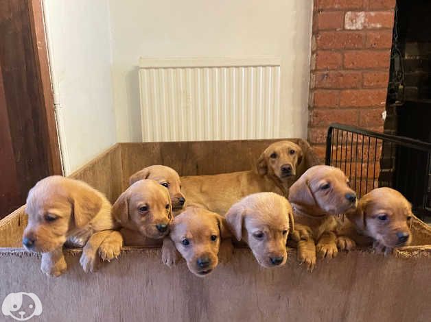 Labrador - Foto 2