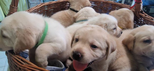 🐾 Iconici Cuccioli: L'eccellenza del Labrador Retriever in una zampa 🐾 - Foto 2