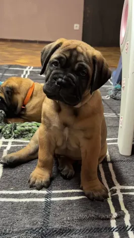 Cuccioli di Bull Mastiff - Foto 3