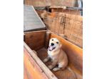 CUCCIOLI 6 MESI (20/11/25), TAGLIA MEDIA, TROVATI ABBANDONATI IN UNA SCATOLA!