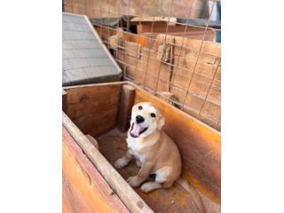 CUCCIOLI 6 MESI (20/11/25), TAGLIA MEDIA, TROVATI ABBANDONATI IN UNA SCATOLA!