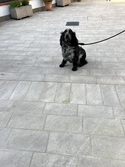 CUCCIOLO DI SPRINGER SPANIEL - Foto 6