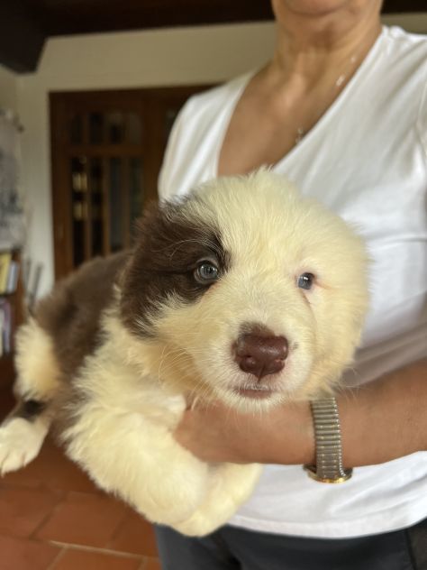 Cuccioli di Border Collie di alta genealogia - Foto 5
