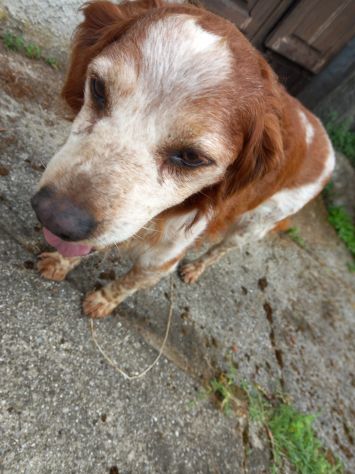 Breton 15anni SENZA RIPARO E NON IN SALUTE! URGENTE LUCCA - Foto 2