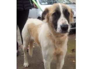 LEA, dolcissima cagnolina dalla bontà disarmante