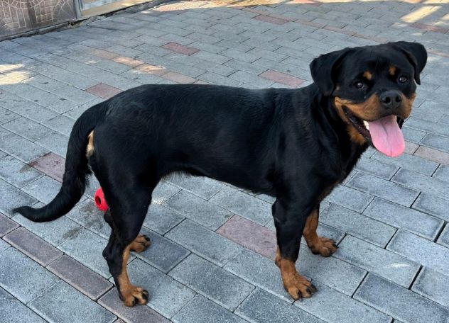 LESLIE BELLISSIMA ROTTWEILER - Foto 6
