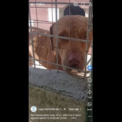 SANSONE MIX DOGUE DE BORDEAUX CANE IN ADOZIONE - Foto 2