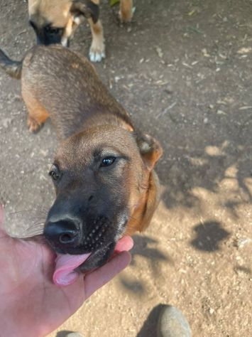 Bettina cucciola - Foto 4