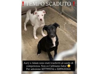 AURY, ADAM SOCIEVOLISSIMI CUCCIOLI IN ADOZIONE