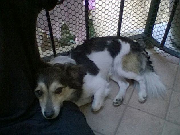 GAS, dolce volpinetto - Foto 2