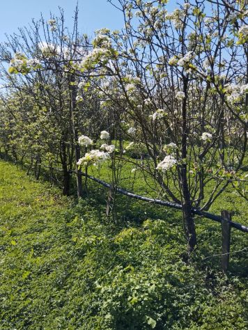 CONCESSIONE GRATUITA di terreno agricolo - Foto 5