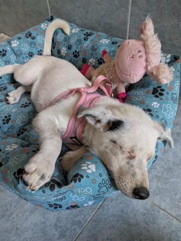 Regalo cuccioli di 3 mesi taglia medio piccola - Foto 7