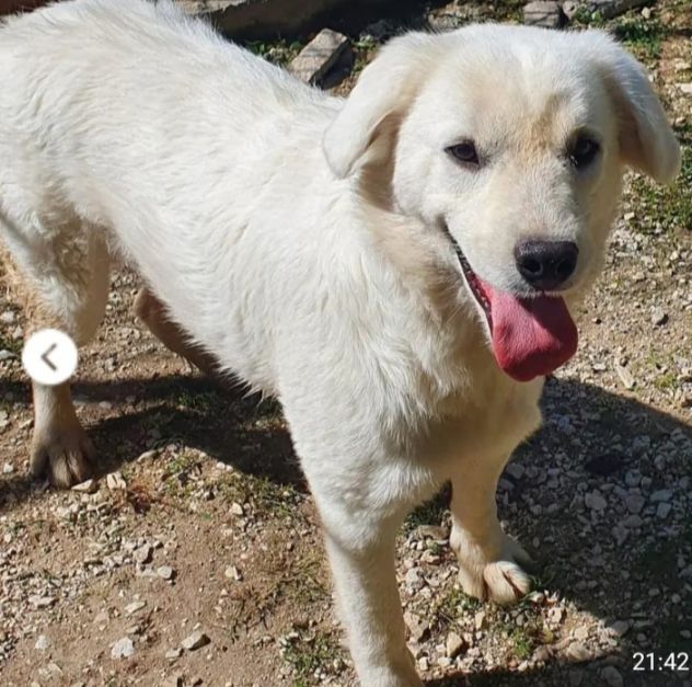 Bianca 1anno tg media bellissima cresce in canile.MOLISE