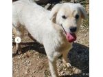 Bianca 1anno tg media bellissima cresce in canile.MOLISE